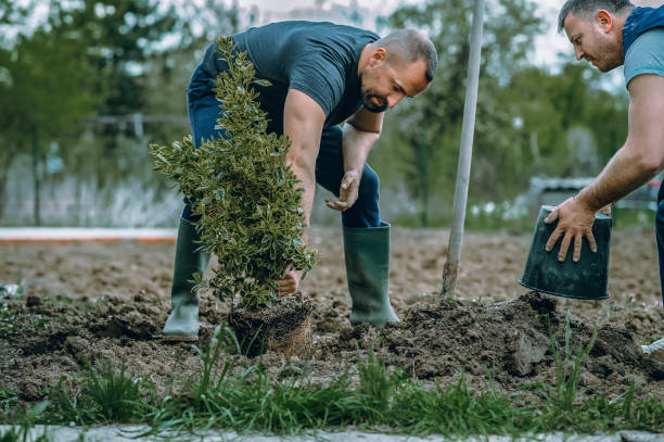 Tree and Shrub Care in Ione, CA