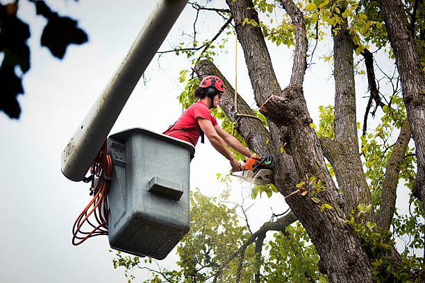 Best Tree Disease Treatment  in Ione, CA